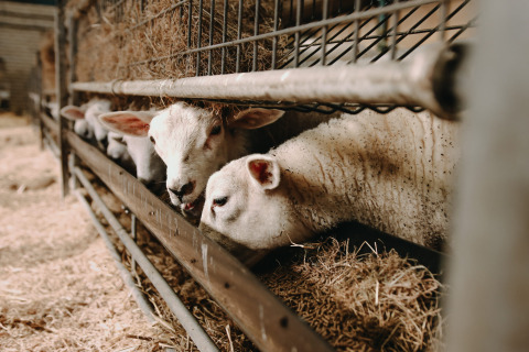 Lammetjes eten hooi in een stal op Feather Down Boerderij Ameland, een vakantiepark in Friesland, Nederland.