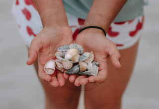Et nærbillede af hænder, der holder mange strandskaller, taget på Feather Down Boerderij Ameland i Friesland.