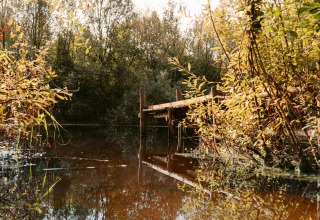 Muelle de madera sobre agua tranquila rodeado de vegetación, en un alojamiento glamping en el bosque.
