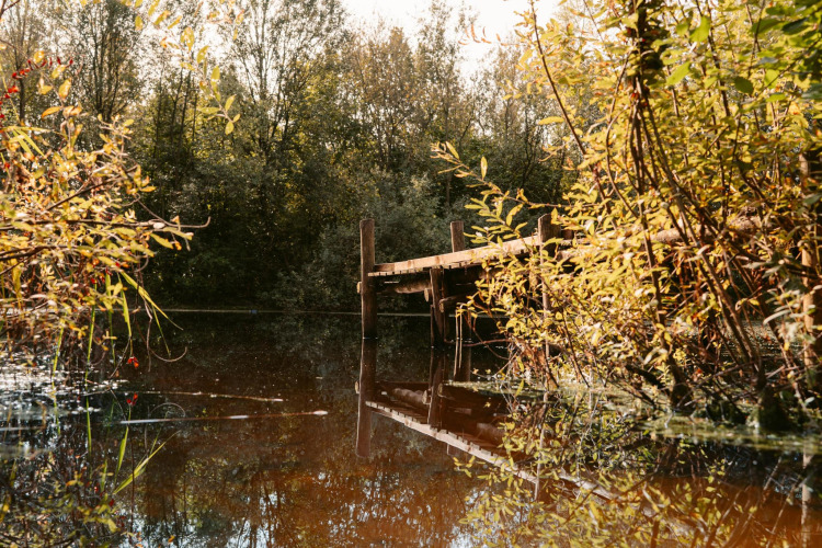 Muelle de madera sobre agua tranquila rodeado de vegetación, en un alojamiento glamping en el bosque.