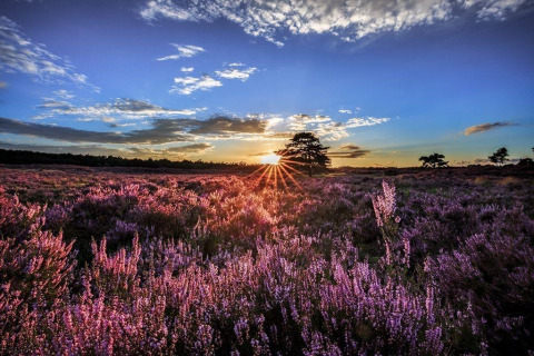 Atardecer impresionante en un alojamiento glamping rodeado de campos de brezos morados y árboles.