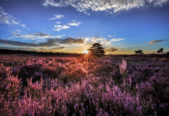 Atardecer impresionante en un alojamiento glamping rodeado de campos de brezos morados y árboles.