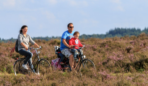 Family cycling through a scenic heathland with blooming heather while staying at a glamping site.