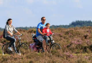 Family cycling through a scenic heathland with blooming heather while staying at a glamping site.