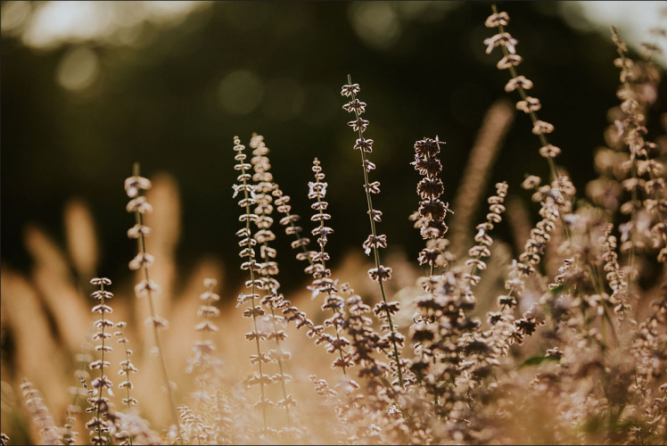 Wildflowers and tall grass in sunlight at Tiny house l, Camping Si-Es-An, Netherlands, with blurred background.