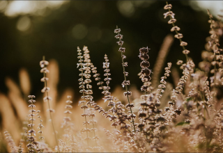 Wilde Blumen und hohes Gras im Sonnenlicht bei Tiny house l am Camping Si-Es-An in den Niederlanden.