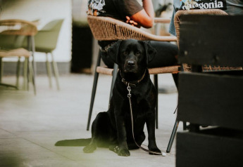 Perro labrador negro atado sentado junto a una mesa de cafetería al aire libre, cerca de una tienda safari.