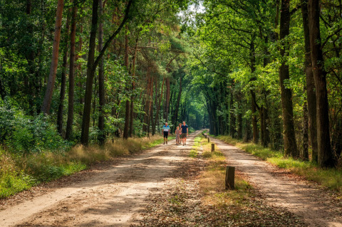 Een gezin wandelt op een breed bospad tussen hoge bomen bij een glampingverblijf op een zonnige dag.
