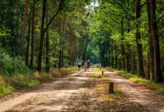 Een gezin wandelt op een breed bospad tussen hoge bomen bij een glampingverblijf op een zonnige dag.