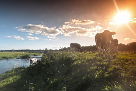 Koeien grazen rustig langs een rivier bij zonsondergang vlakbij een glamping accommodatie.