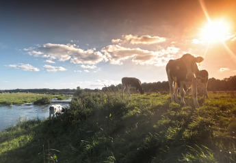Koeien grazen rustig langs een rivier bij zonsondergang vlakbij een glamping accommodatie.