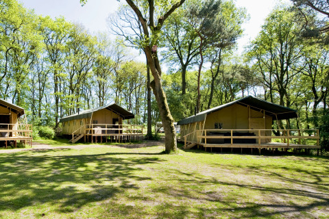 Tende safari Summer Lodge a Beerze Bulten, Paesi Bassi, circondate da alberi e prato illuminato dal sole.