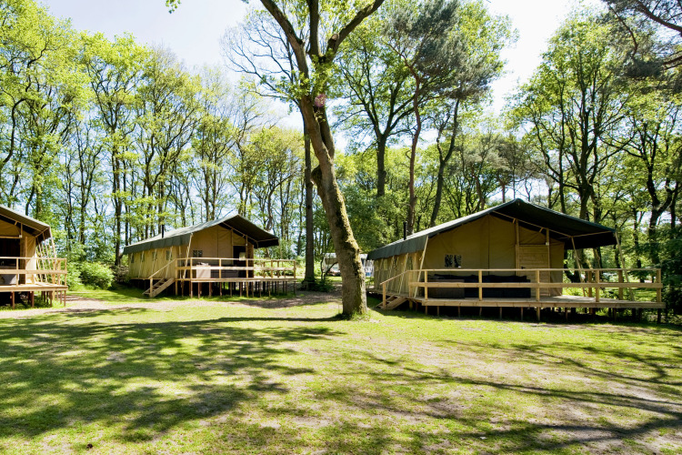 Safaritenten Summer Lodge bij Beerze Bulten in Nederland, omgeven door bomen en zonlicht op het gras.