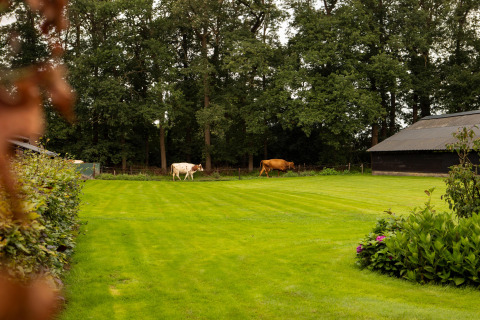 Dos vacas pastan en un campo verde en Feather Down Landgoed Volenbeek, parque de vacaciones en Gelderland, Países Bajos.