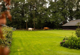 Dos vacas pastan en un campo verde en Feather Down Landgoed Volenbeek, parque de vacaciones en Gelderland, Países Bajos.