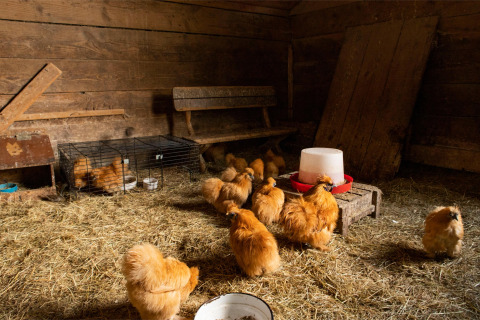 Photo intérieure d’un poulailler avec poules soie et banc en bois à Feather Down Landgoed Volenbeek.