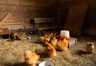 Photo intérieure d’un poulailler avec poules soie et banc en bois à Feather Down Landgoed Volenbeek.