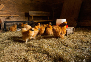 Des poules soie se promènent dans une grange paillée à Feather Down Landgoed Volenbeek, Gelderland, Pays-Bas.