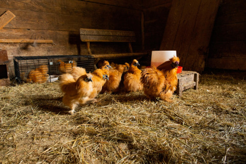 Galline Moroseta camminano in una stalla con paglia a Feather Down Landgoed Volenbeek, Gelderland, Paesi Bassi.