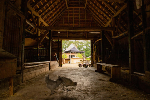 Inside a barn at Feather Down Landgoed Volenbeek with two chickens, a person outside, and a wheelbarrow.