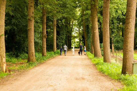Des familles promènent des chiens sur une allée boisée à Landgoed Volenbeek, parc de vacances des Pays-Bas.