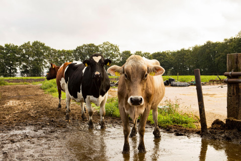 Three cows stand on a muddy field at Feather Down Landgoed Volenbeek holiday park in Gelderland, Netherlands.