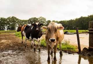 Drie koeien staan op een modderig veld bij Feather Down Landgoed Volenbeek in Gelderland, Nederland.