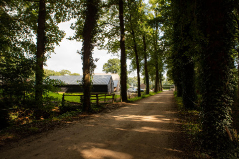 Ruhiger Weg bei Feather Down Landgoed Volenbeek, umgeben von Bäumen und Gebäuden in Gelderland, Niederlande.