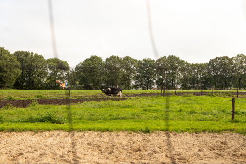 Eine Kuh und ein Kalb weiden auf einer Wiese bei Feather Down Landgoed Volenbeek in Gelderland.