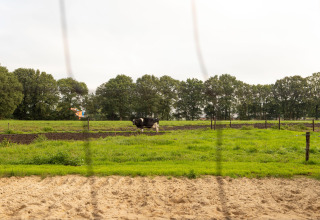 Una vaca y un ternero pastan en un campo verde en Feather Down Landgoed Volenbeek, Gelderland, Países Bajos.