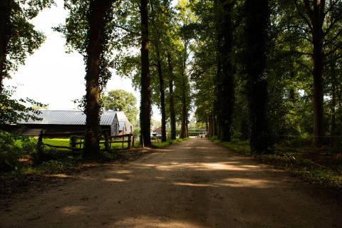 Un camino de tierra bordeado de árboles conduce al parque vacacional Feather Down Landgoed Volenbeek en Gelderland, Países Bajos.