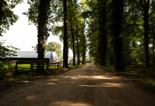 Una strada sterrata fiancheggiata da alberi conduce a Feather Down Landgoed Volenbeek in Gelderland, Paesi Bassi.