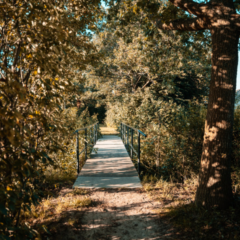 Piccolo ponte tra alberi verdi vicino a una Tiny House al Holiday Park Eigen Wijze, Paesi Bassi, estate.
