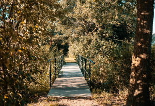 Pequeño puente rodeado de árboles frondosos en Tiny House, Holiday park Eigen Wijze, Países Bajos, verano.