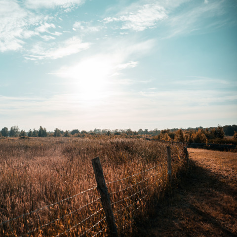 Solrig eng med et trådhegn i nærheden af Tiny house ved Holiday park Eigen Wijze, Holland, klar himmel.