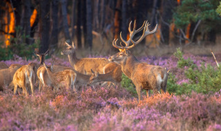 Hjorte græsser i farverige blomsterenge nær en skov, fotograferet fra en glamping-holiday park.