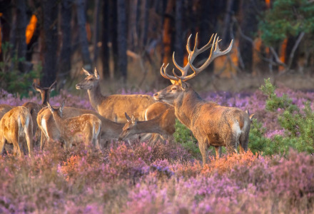 Troupeau de cerfs broutant dans la bruyère en fleurs près d’une forêt, pris dans un parc de glamping.
