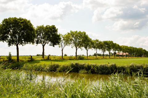 Fila de árboles verdes, campos de pasto y canal en Feather Down Hoeve de Betuwe, parque en Gelderland, Países Bajos.