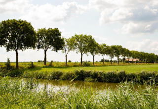 Landskab med grønne træer på række, græsmarker og en kanal, taget i Feather Down Hoeve de Betuwe, Gelderland.