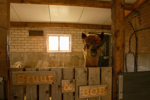 Ein braunes Alpaka schaut aus einem Stall mit Holzschild 'Bruut & Bob' im Hoeve de Betuwe, Niederlande.