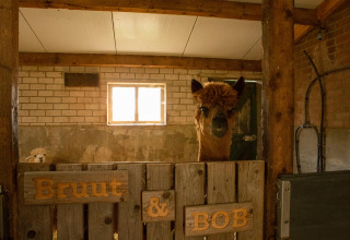 Ein braunes Alpaka schaut aus einem Stall mit Holzschild 'Bruut & Bob' im Hoeve de Betuwe, Niederlande.