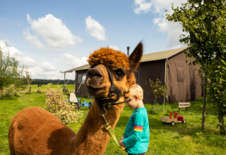 Et barn med en brun alpaka i snor foran telt på Feather Down Hoeve de Betuwe feriepark, Gelderland.