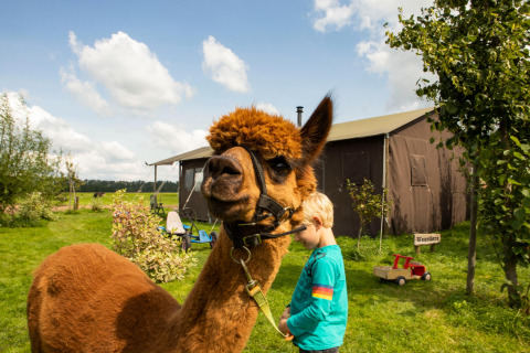 A child with a brown alpaca on a leash in front of a tent at Feather Down Hoeve de Betuwe holiday park.