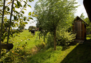 Green field with cows and trees at Feather Down Hoeve de Betuwe holiday park in Gelderland, Netherlands.