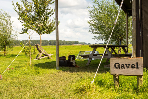 Een hond rust onder een afdak bij een picknicktafel op Feather Down Hoeve de Betuwe, Gelderland, Nederland.