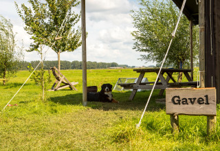 Een hond ligt in de schaduw bij een picknicktafel op Feather Down Hoeve de Betuwe in Gelderland, Nederland.