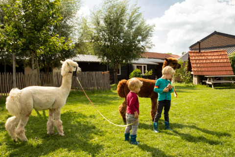 Due bambini conducono alpaca sull’erba a Feather Down Hoeve de Betuwe, villaggio vacanze in Gheldria.