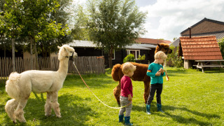 Dos niños pasean alpacas sobre el césped en Feather Down Hoeve de Betuwe, un parque de vacaciones en Gelderland.