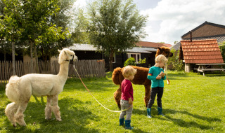 Dos niños pasean alpacas sobre el césped en Feather Down Hoeve de Betuwe, un parque de vacaciones en Gelderland.