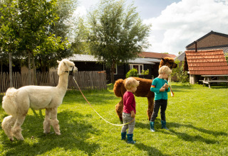 To børn går med alpakaer på græsset i Feather Down Hoeve de Betuwe, en feriepark i Gelderland.